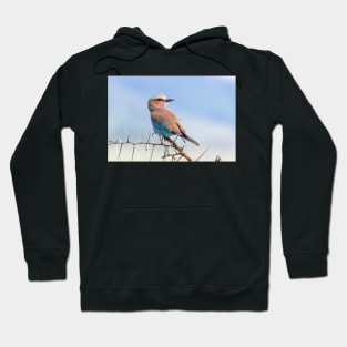 Lilac Breasted Roller, Ngorongoro Crater Hoodie